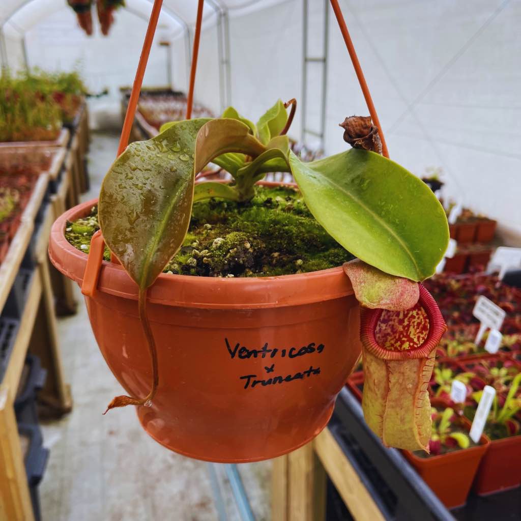 Tropical Pitcher, Nepenthes 'ventricosa x truncata' -  Older plant in 21cm hanging basket - Carnivorous Plant