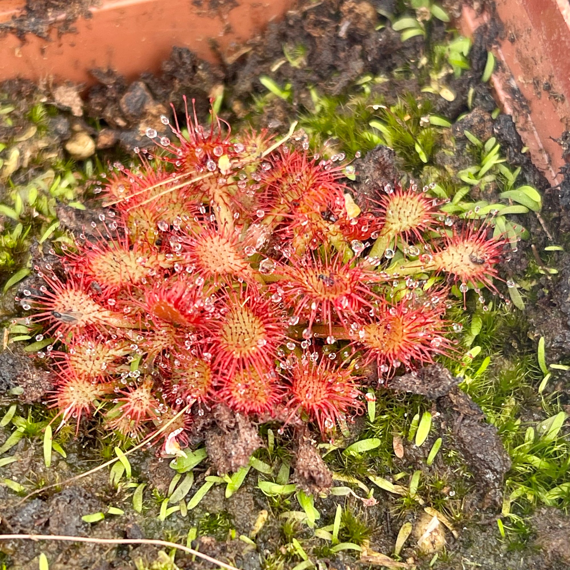 Sundew, Drosera spathulata, 'Lantau Island' -   - Carnivorous Plant