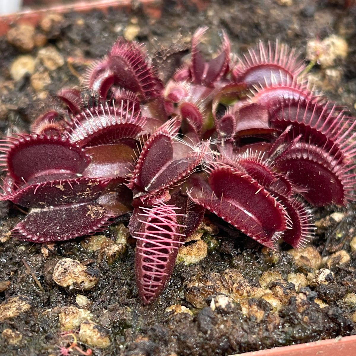 Venus Fly Trap, &#39;Pink Venus.&#39; Special Import. -   - Carnivorous Plant