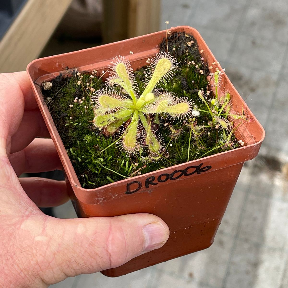 Sundew, Drosera venusta &#39;alba&#39; -  Small to Medium plant. 7.5cm plastic container. - Carnivorous Plant