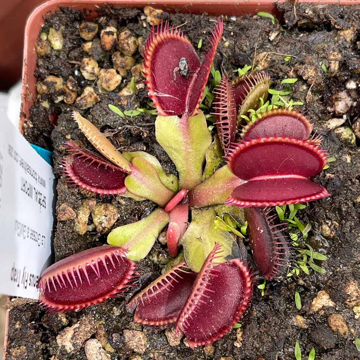 Venus Fly Trap, &#39;La Grosse a GuiGui.&#39; Special Import. -   - Carnivorous Plant