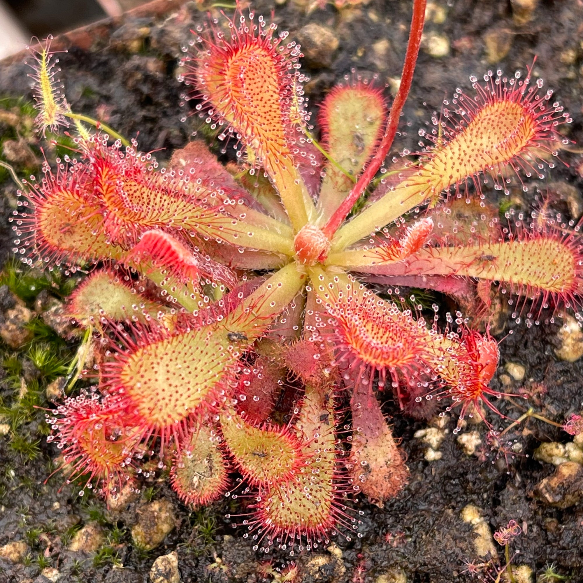 Sundew, Drosera venusta -   - Carnivorous Plant