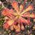 Sundew, Drosera venusta -   - Carnivorous Plant