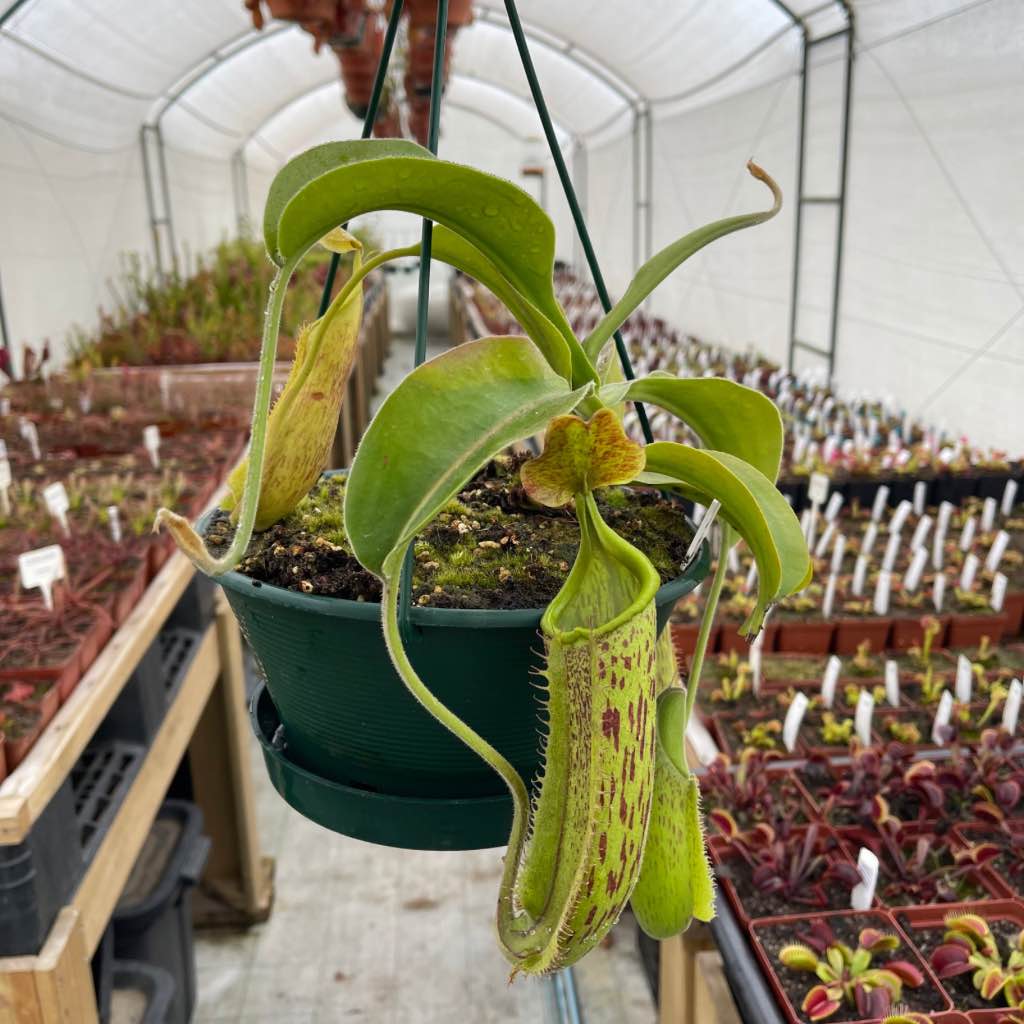 Tropical Pitcher, Nepenthes 'rokko x gentle,’ hybrid #1 - - Carnivorous Plant