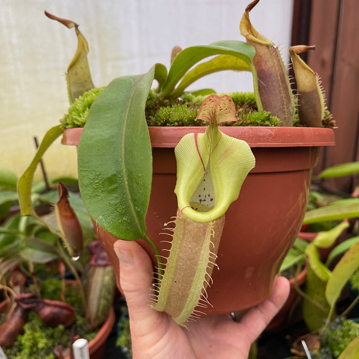 Tropical Pitcher, Nepenthes &#39;veitchii pink (Pink Lady)&#39; -   - Carnivorous Plant