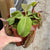 Tropical Pitcher, Nepenthes 'rokko x gentle,’ hybrid #1 - - Carnivorous Plant