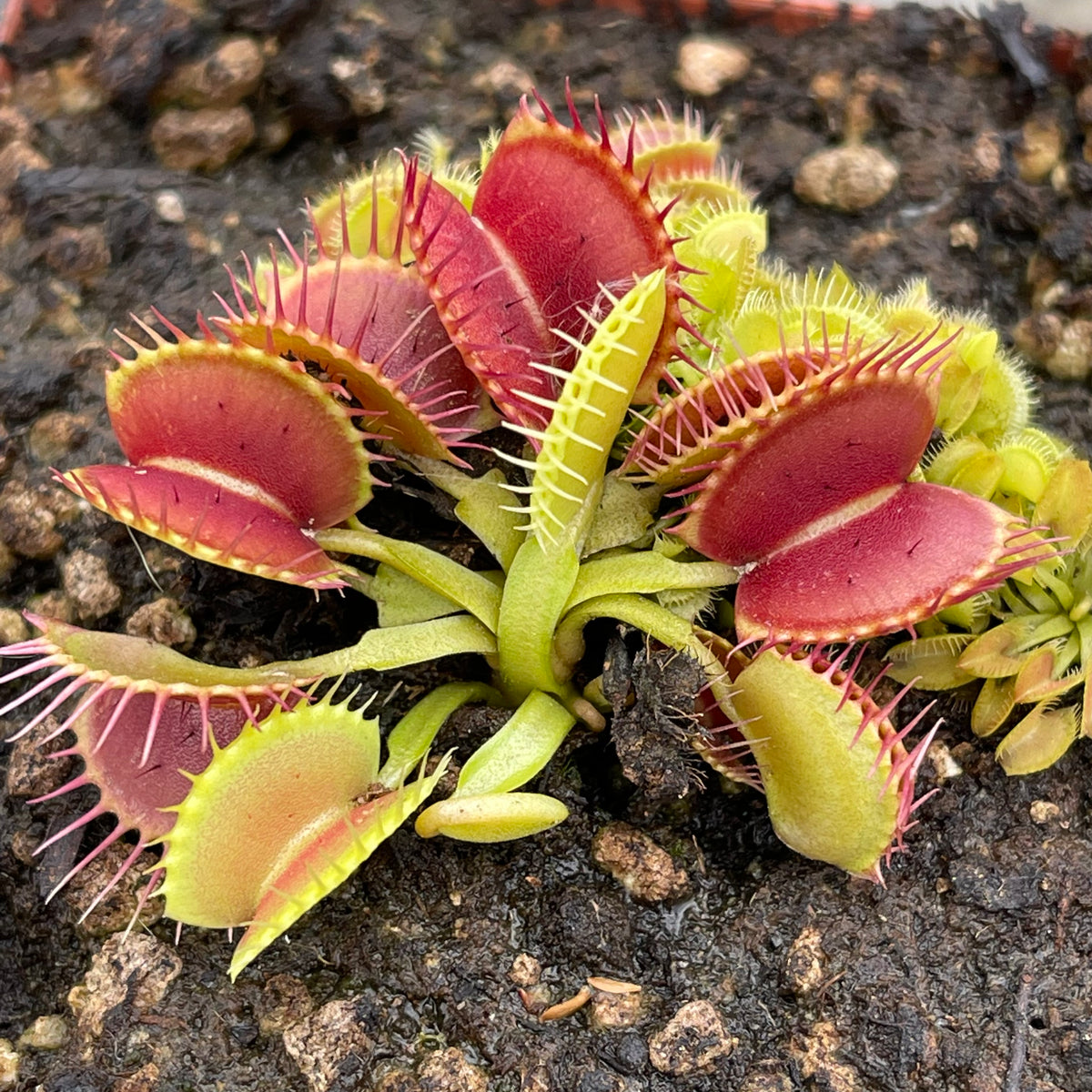 Venus Fly Trap, &#39;Equobia.&#39; Special Import. -   - Carnivorous Plant