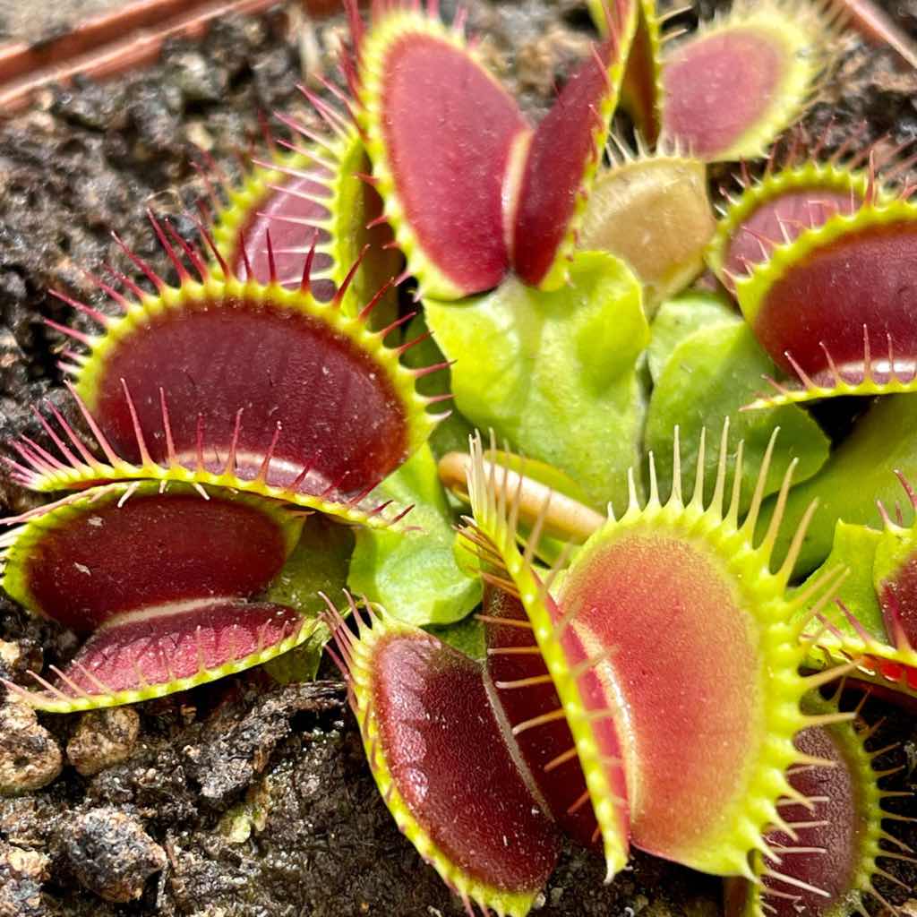 Venus Fly Trap, &#39;WIP long snapper.&#39; Special Import. -   - Carnivorous Plant