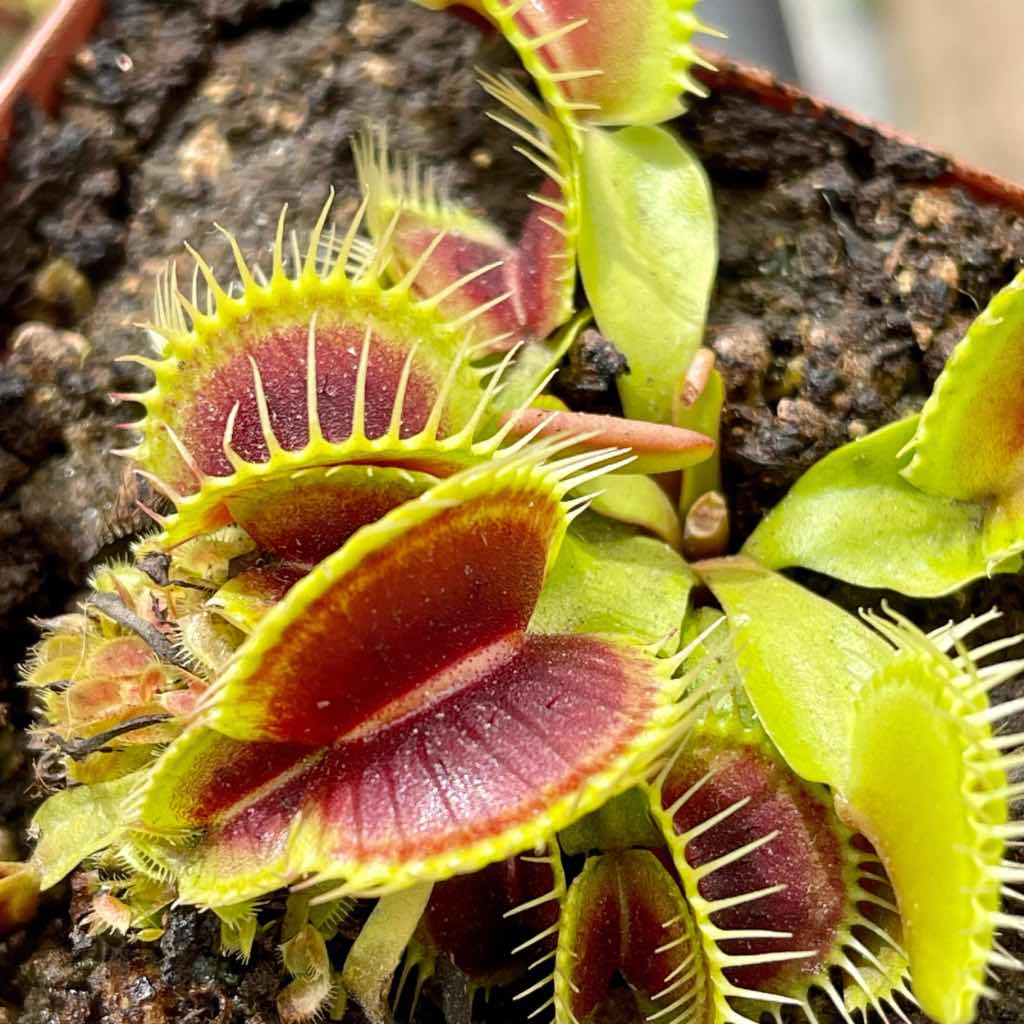 Venus Fly Trap, &#39;BCP Red Bull.&#39; Special Import. -   - Carnivorous Plant