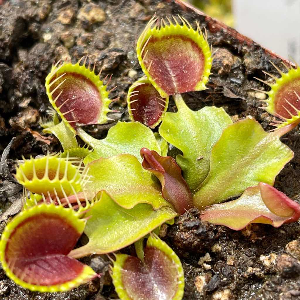 Venus Fly Trap, &#39;Cup Trap.&#39; Special Import. -   - Carnivorous Plant