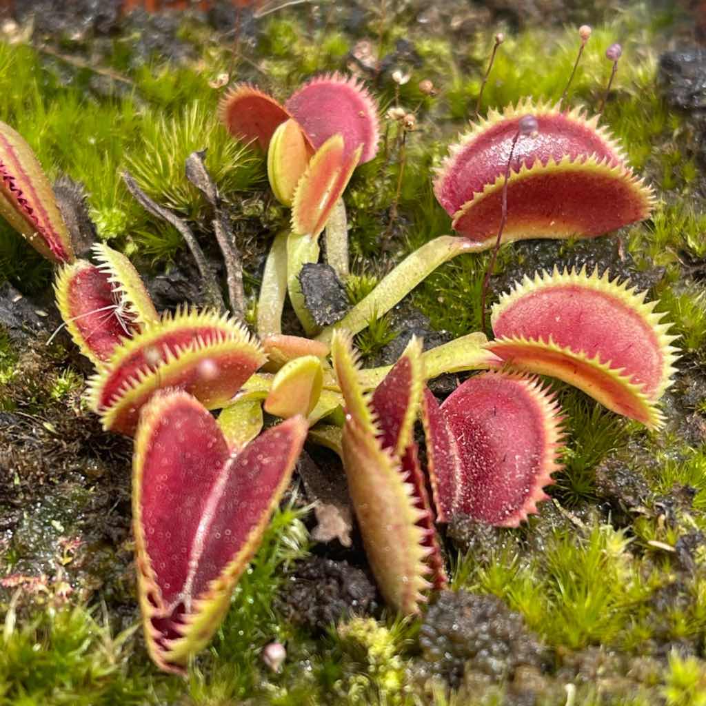 Venus Fly Trap, &#39;Scarlatine.&#39; Special Import. -   - Carnivorous Plant