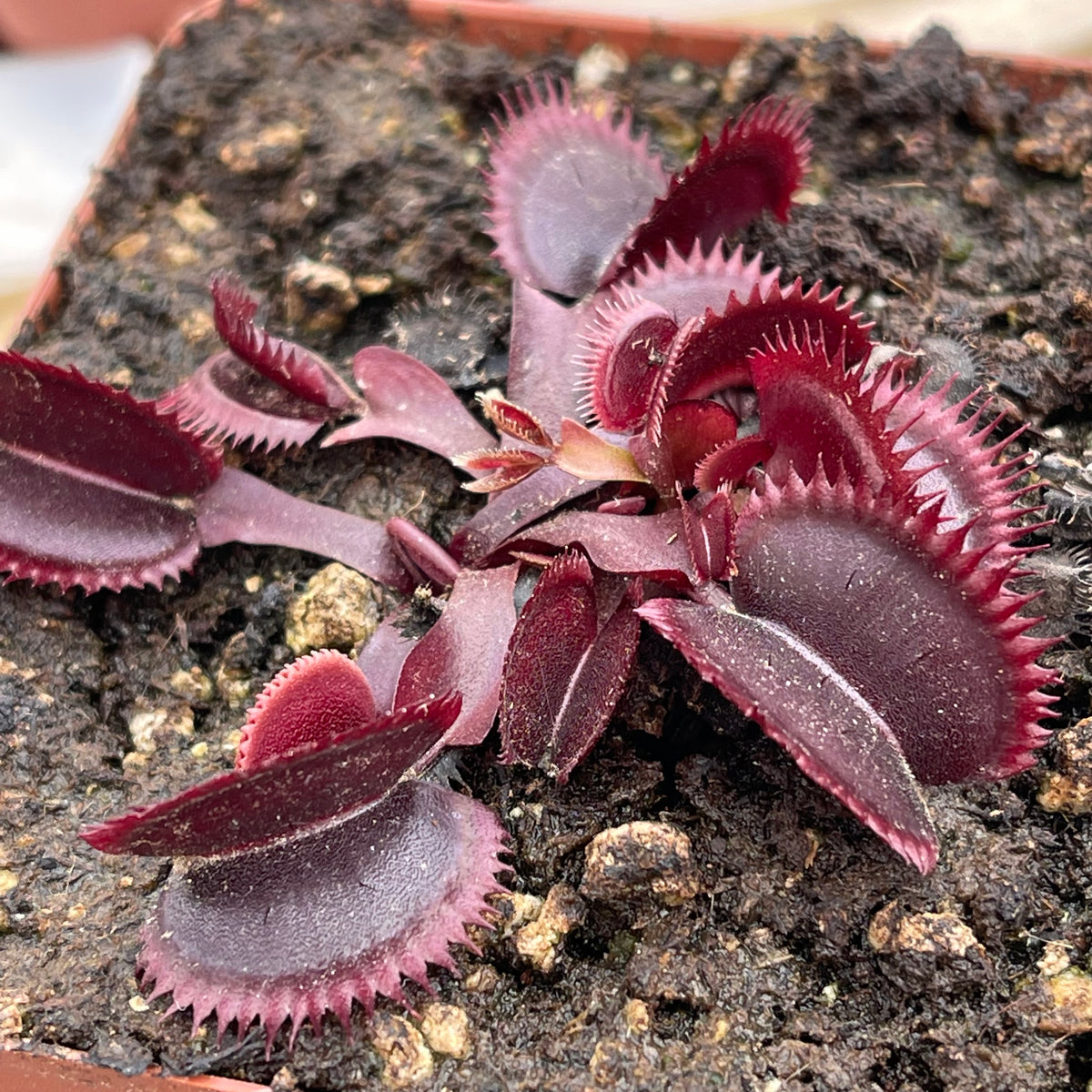 Venus Fly Trap, &#39;Amteborous.&#39; Special Import. -   - Carnivorous Plant