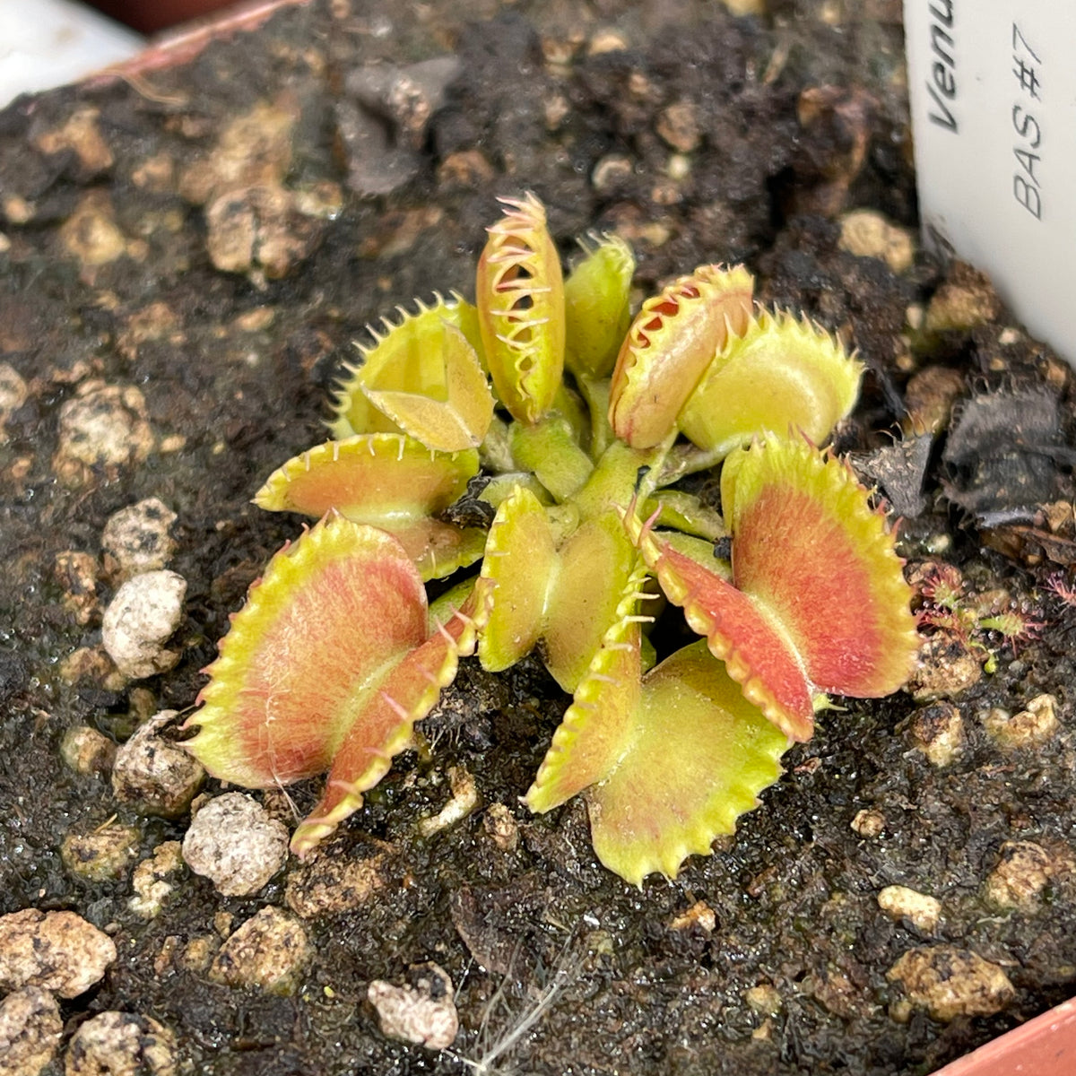 Venus Fly Trap, &#39;BAS #7&#39; Special Import. -   - Carnivorous Plant