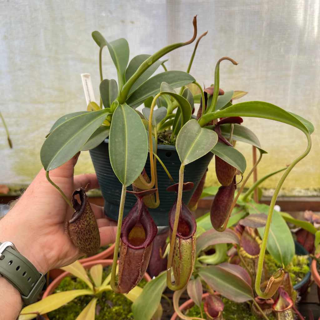 Tropical Pitcher, Nepenthes &#39;Lizzie&#39; -   - Carnivorous Plant