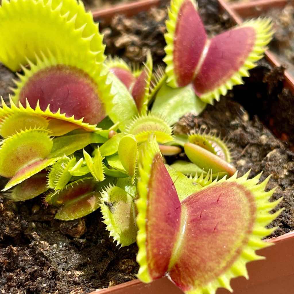 Venus Fly Trap, &#39;Coq couchè x Up-Giant #1.&#39; Special Import. -   - Carnivorous Plant