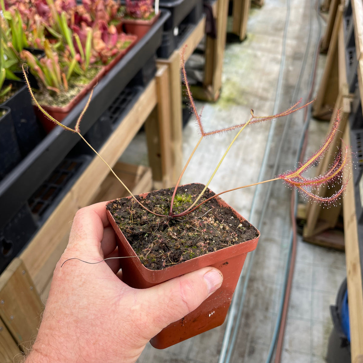 Sundew, Drosera binata var. multifida -  Small to Medium plant. 7.5cm plastic container. - Carnivorous Plant