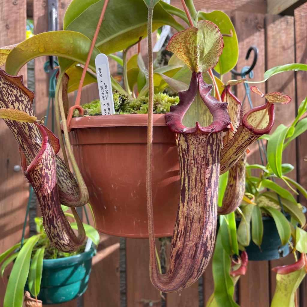 Tropical Pitcher, Nepenthes 'Cecco' -   - Carnivorous Plant