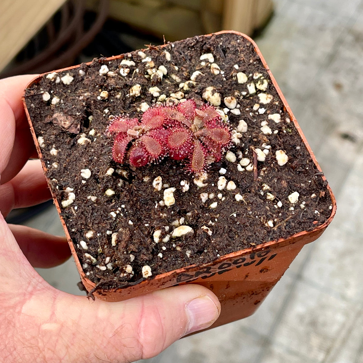 Sundew, Drosera tomentosa var glabra -  Small to Medium plant. 7.5cm plastic container. - Carnivorous Plant