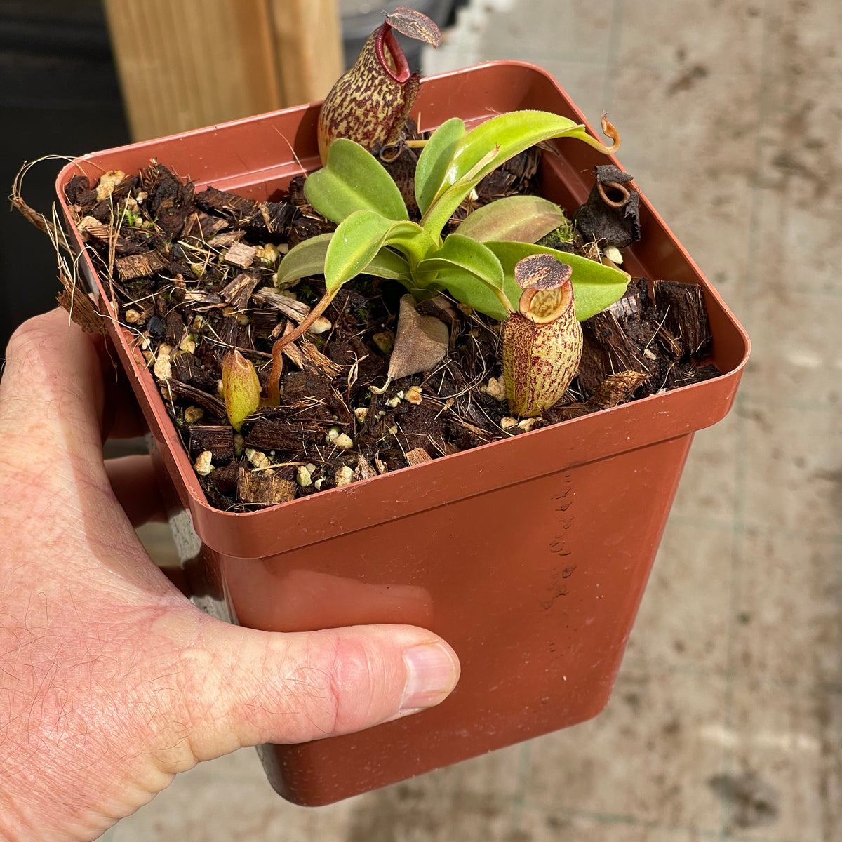 Tropical Pitcher, Nepenthes &#39;Lady Pauline&#39;, BE-3679 -   - Carnivorous Plant