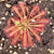 Sundew, Drosera spathulata, typical form -   - Carnivorous Plant