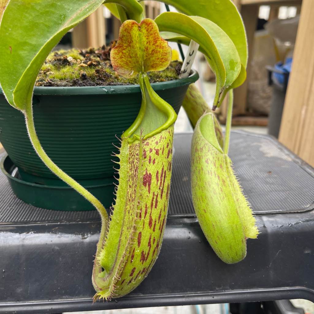 Tropical Pitcher, Nepenthes 'rokko x gentle,’ hybrid #1 - - Carnivorous Plant