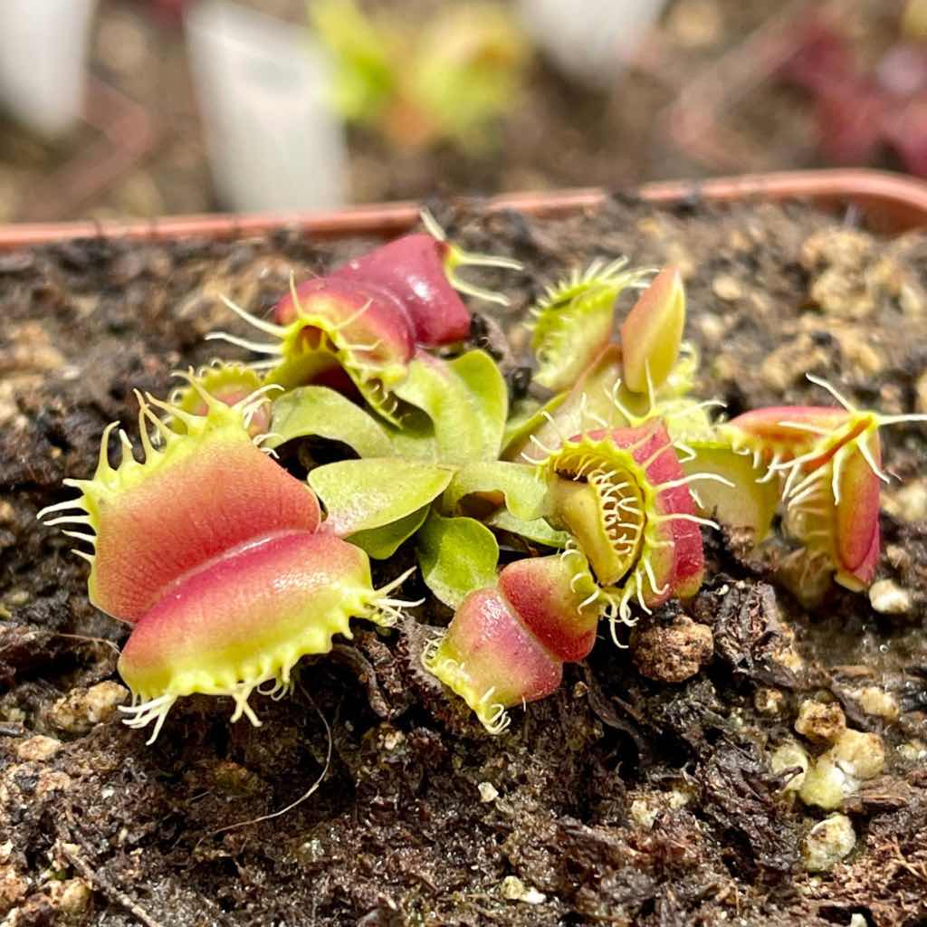 Venus Fly Trap, &#39;Umgekrempelt.&#39; Special Import. -   - Carnivorous Plant