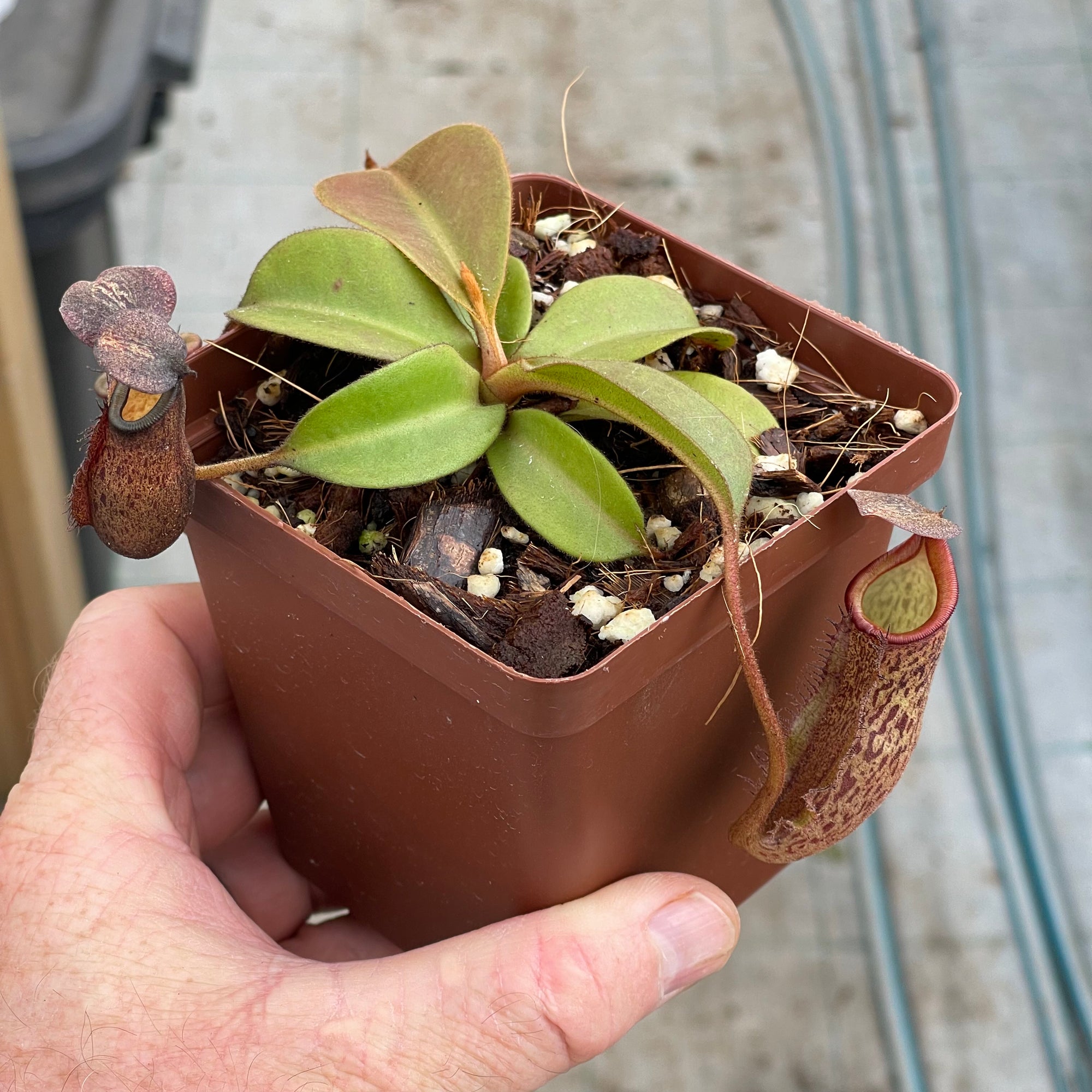 Tropical Pitcher, Nepenthes 'rokko x gentle,’ hybrid #1 - Small plant in 9cm plastic pot - Carnivorous Plant