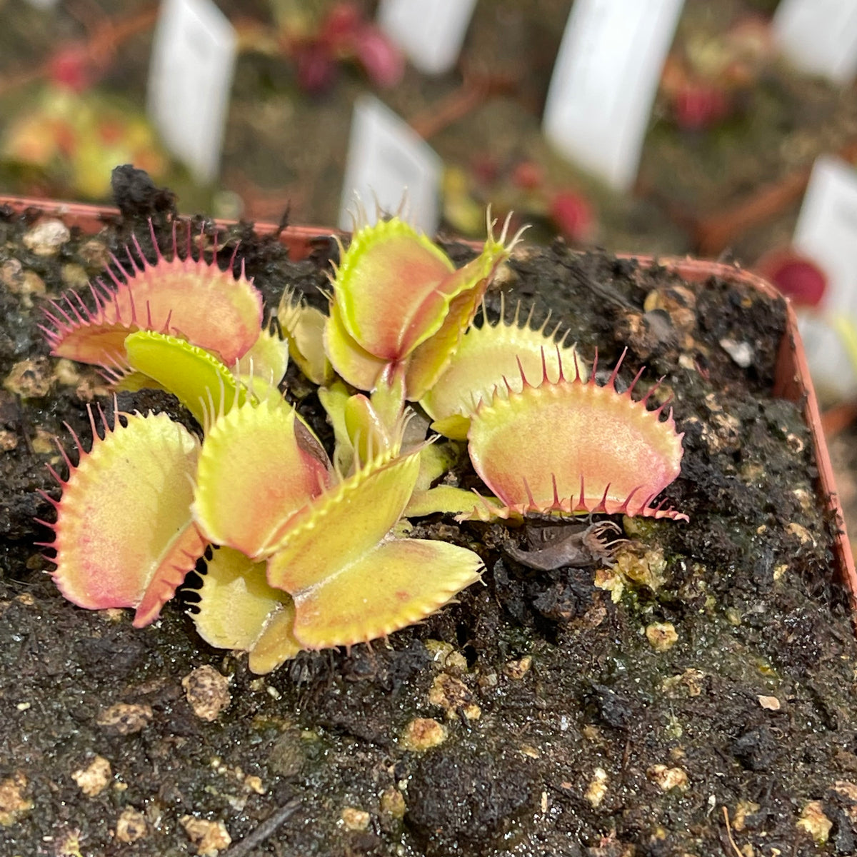 Venus Fly Trap, &#39;BAS #9.&#39; Special Import. -   - Carnivorous Plant