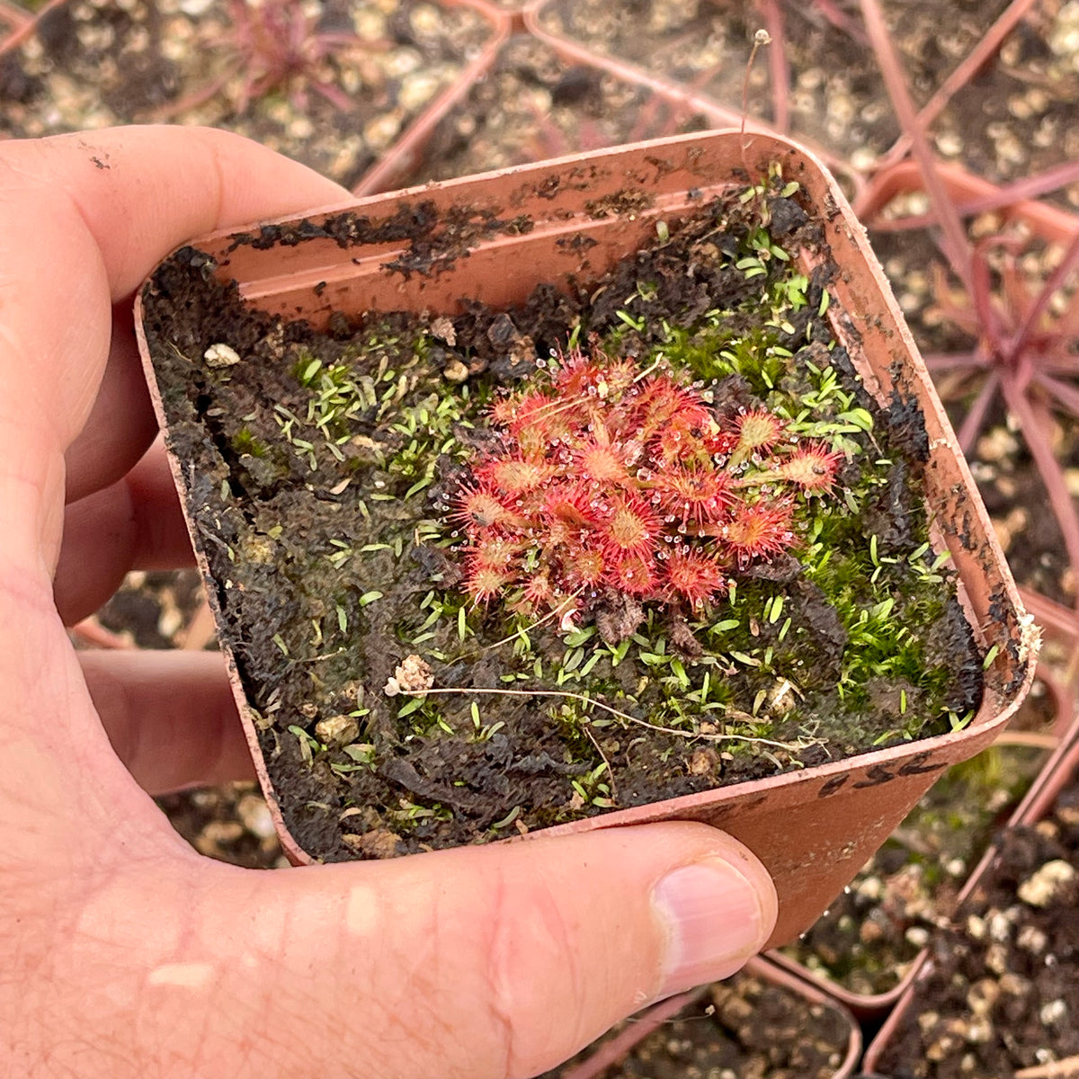 Sundew, Drosera spathulata, &#39;Lantau Island&#39; -  Small to Medium plant. 7.5cm plastic container. - Carnivorous Plant