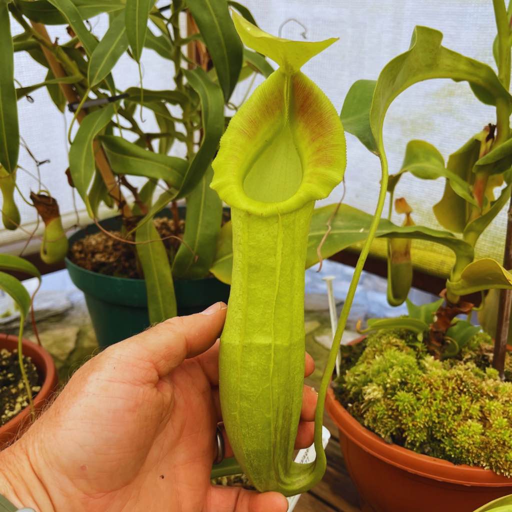 Tropical Pitcher, Nepenthes &#39;Tootles&#39; -   - Carnivorous Plant