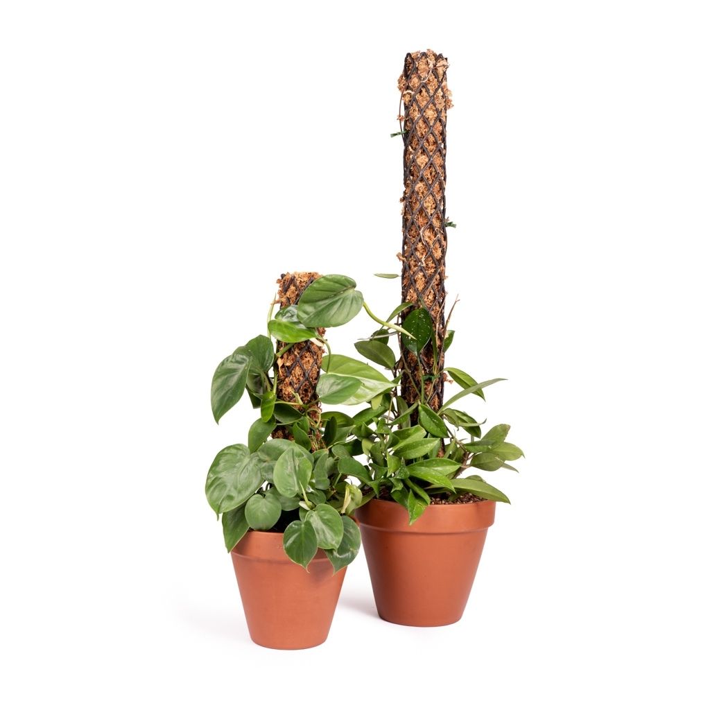 Houseplant Moss Pole -   - Gardening Accessories