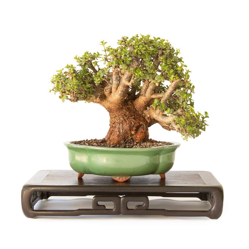 Portulacaria afra &quot;Spekboom&quot; -   - Trees