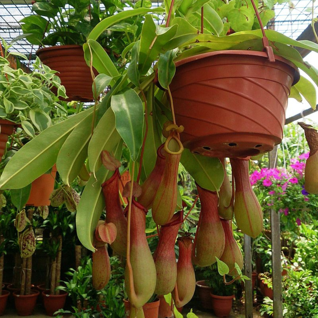 Tropical Pitcher, Nepenthes &#39;Ventrata&#39; -   - Carnivorous Plant